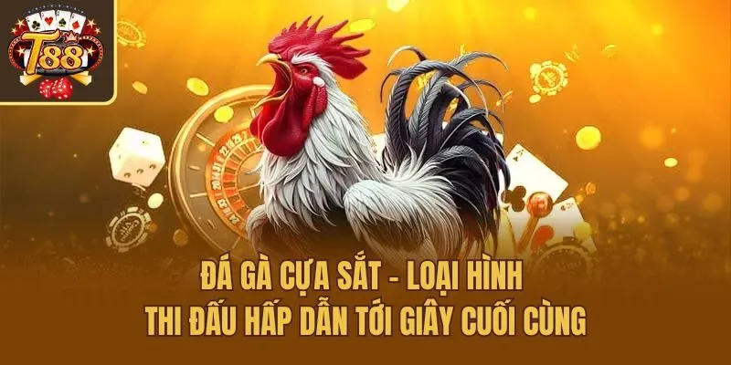 Đá Gà Cựa Sắt – Loại Hình Thi Đấu Hấp Dẫn Tới Giây Cuối Cùng