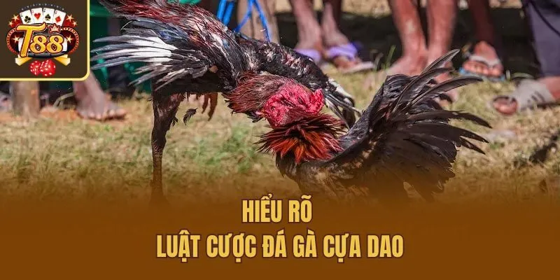Hiểu rõ luật cược đá gà cựa dao
