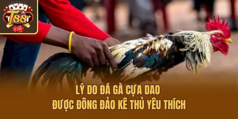 Lý do đá gà cựa dao được đông đảo kê thủ yêu thích