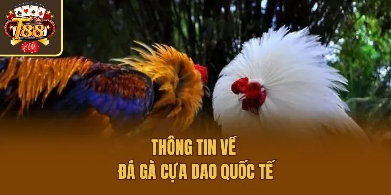 Thông tin về đá gà cựa dao quốc tế
