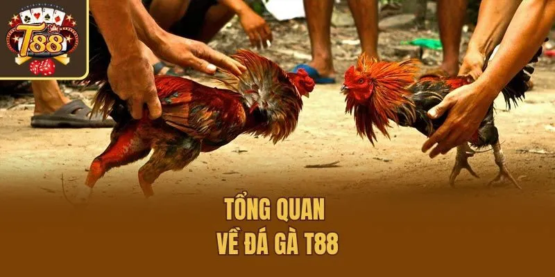 Tổng quan về đá gà T88