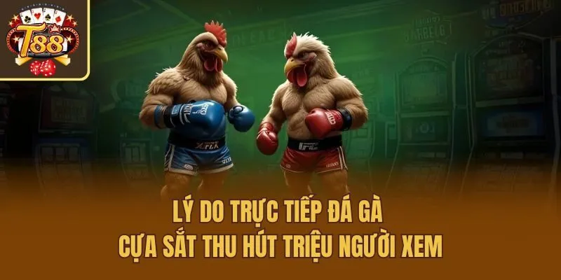 Lý do trực tiếp đá gà cựa sắt thu hút triệu người xem