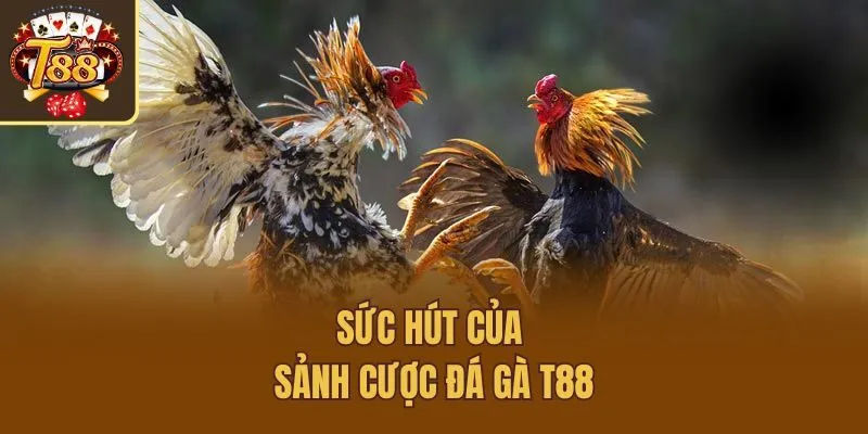 Sức hút của sảnh cược đá gà T88